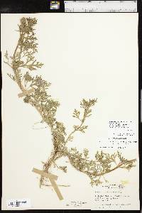 Glandularia bipinnatifida var. bipinnatifida image