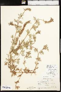 Glandularia bipinnatifida var. bipinnatifida image