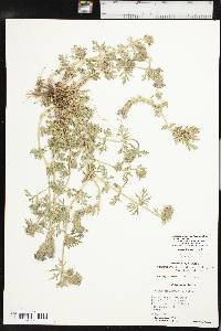 Glandularia bipinnatifida var. bipinnatifida image