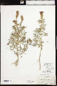 Glandularia bipinnatifida var. bipinnatifida image