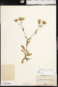 Valerianella longiflora image