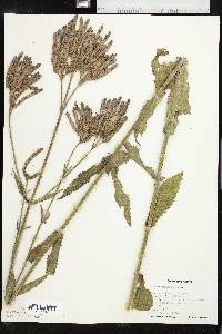 Verbena bonariensis image