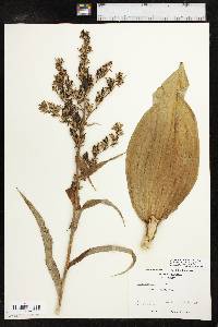 Veratrum viride image