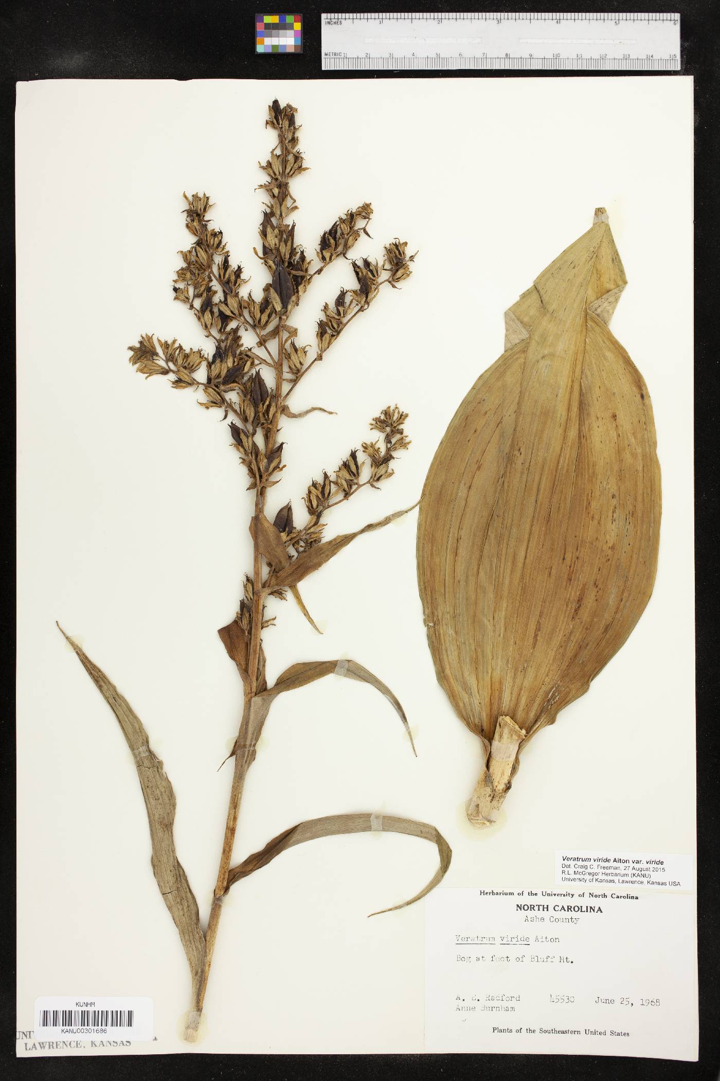 Veratrum viride var. viride image