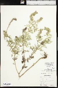 Glandularia bipinnatifida var. bipinnatifida image