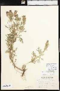 Glandularia bipinnatifida var. bipinnatifida image