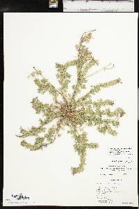 Glandularia bipinnatifida var. bipinnatifida image