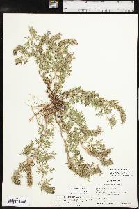 Glandularia bipinnatifida var. bipinnatifida image