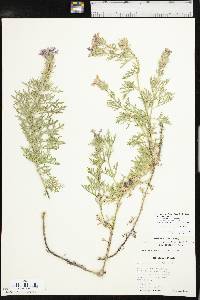 Glandularia bipinnatifida var. bipinnatifida image