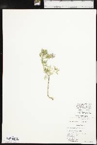 Glandularia bipinnatifida var. bipinnatifida image