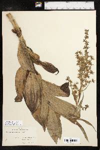 Veratrum viride image