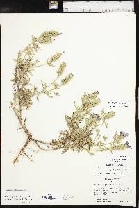 Glandularia bipinnatifida var. bipinnatifida image