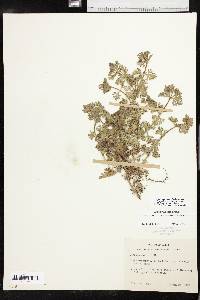 Glandularia pumila image