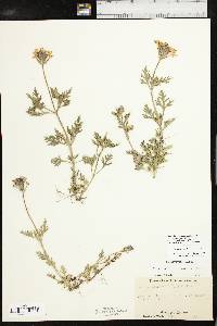 Glandularia canadensis image