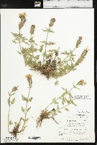 Glandularia canadensis image