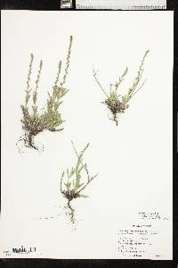 Verbena canescens image