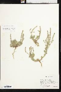 Verbena plicata image