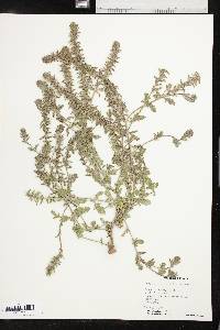 Verbena bracteata image