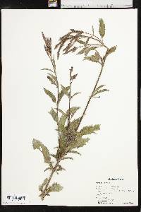 Verbena hastata image