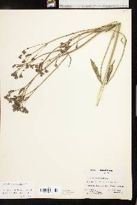 Verbena brasiliensis image