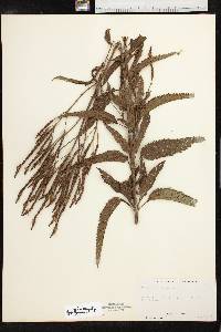 Verbena hastata image