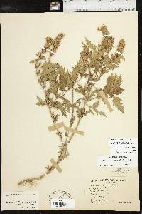 Glandularia canadensis image