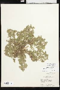Glandularia pumila image