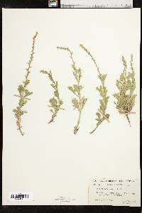 Verbena canescens image