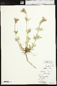 Glandularia canadensis image