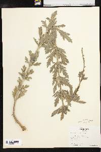 Verbena xutha image