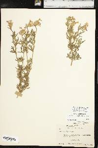 Glandularia bipinnatifida var. ciliata image