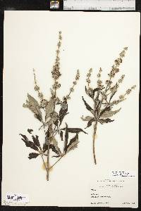 Vitex agnus-castus image