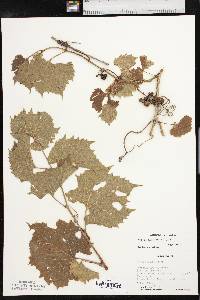 Vitis acerifolia image