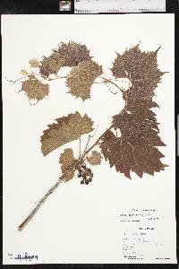 Vitis acerifolia image