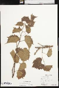 Vitis acerifolia image