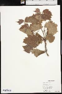 Vitis acerifolia image