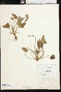 Viola missouriensis image