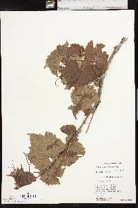 Vitis acerifolia image