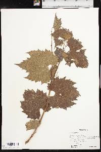 Vitis acerifolia image