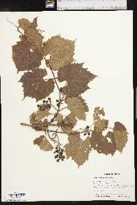 Vitis acerifolia image