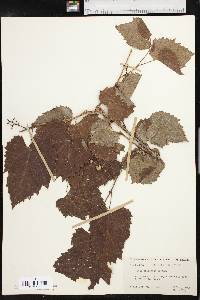 Vitis arizonica image