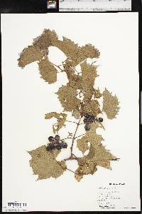 Vitis acerifolia image