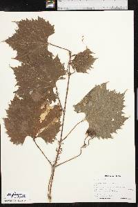 Vitis acerifolia image