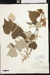 Vitis mustangensis image