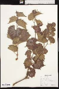 Vitis acerifolia image