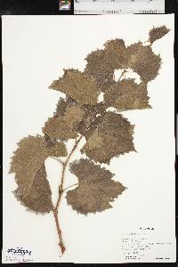 Vitis acerifolia image