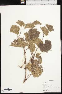 Vitis acerifolia image