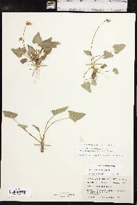 Viola missouriensis image