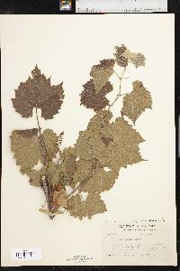 Vitis acerifolia image