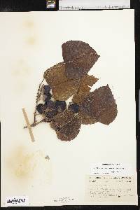 Vitis mustangensis image